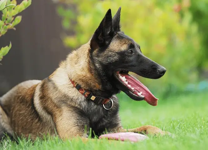 Chó Malinois Có Xuất Xứ Từ Bỉ Chó Malinois Có Xuất Xứ Từ Bỉ