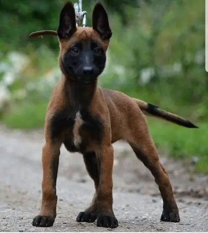 Những Thức Ăn Cho Chó Malinois Nên Ăn Thường Xuyên Những Thức Ăn Cho Chó Malinois Nên Ăn Thường Xuyên