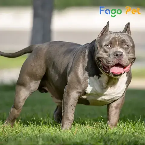 Tiêu Chí Chọn Thức Ăn Khô Chất Lượng Cao Cho Chó Pitbull