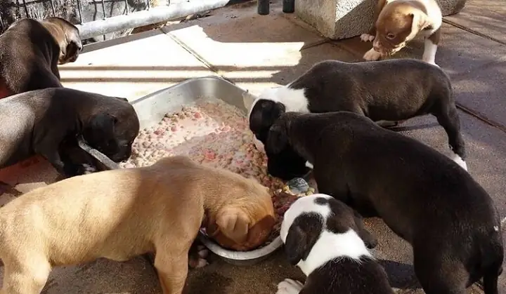 Thức Ăn Cho Chó Pitbull Ăn Gì Từ 4 – 6 Tháng Tuổi