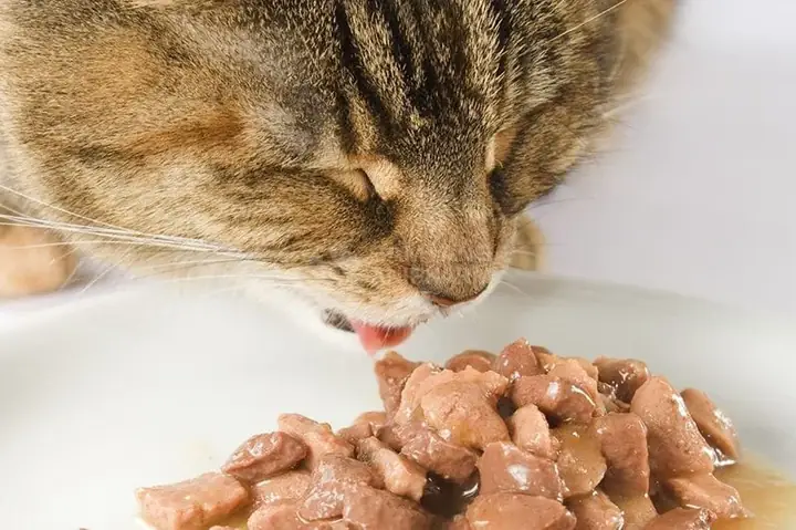 Thức Ăn Ướt Cho Chó: Hướng Dẫn Lựa Chọn Và Lợi Ích Dinh Dưỡng Thức Ăn Ướt Cho Chó: Hướng Dẫn Lựa Chọn Và Lợi Ích Dinh Dưỡng