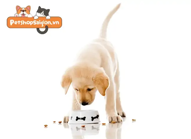 Thực Đơn Cho Chó Con: Cho Chó Ăn Bao Nhiêu? Thực Đơn Cho Chó Con: Cho Chó Ăn Bao Nhiêu?