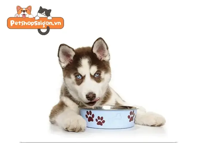 Thực Đơn Cho Chó Con: Cho Chó Ăn Bao Nhiêu? Thực Đơn Cho Chó Con: Cho Chó Ăn Bao Nhiêu?