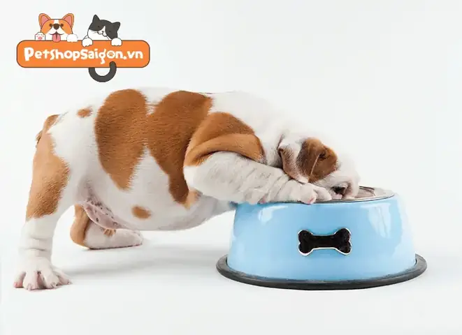 Thực Đơn Cho Chó Con: Hướng Dẫn Cách Ăn