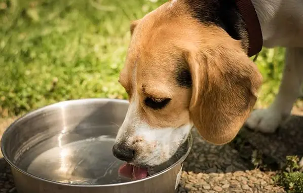 Chó Con Trên 6 Tháng Tuổi