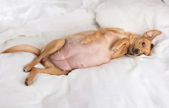 Chó Bầu Kiêng Ăn Gì?