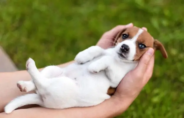 Chó Con 1 Tháng Tuổi: Theo Dõi Sức Khỏe Và Vấn Đề Tiêu Hóa