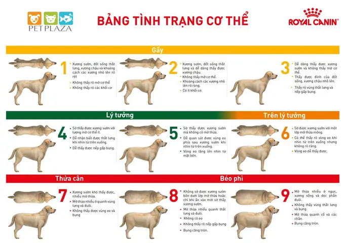 Thực Đơn Giảm Cân Cho Chó Béo Phì Và Cách Kiểm Soát Cân Nặng