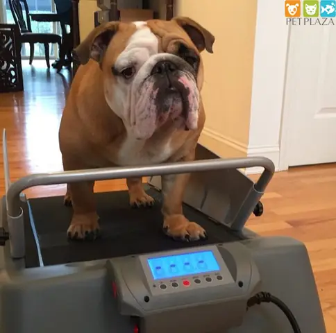 Thực Đơn Giảm Cân Cho Chó Béo Phì Và Cách Kiểm Soát Cân Nặng