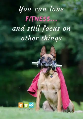 Thực Đơn Giảm Cân Cho Chó Béo Phì Và Cách Kiểm Soát Cân Nặng