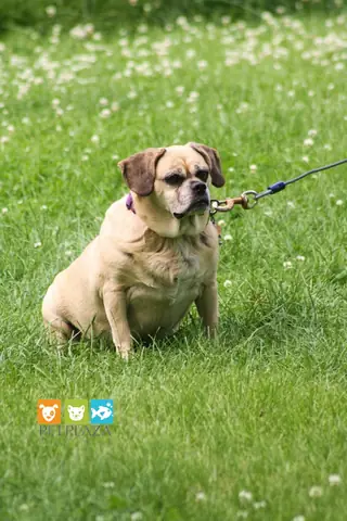 Thực Đơn Giảm Cân Cho Chó Béo Phì Và Cách Kiểm Soát Cân Nặng