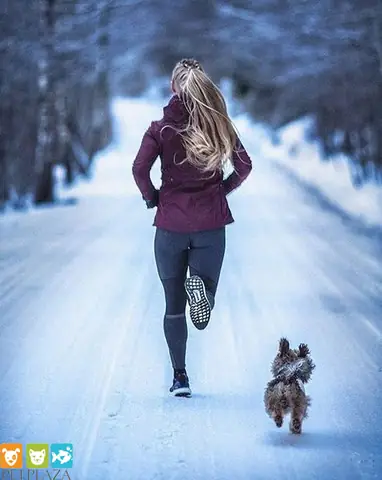 Thực Đơn Giảm Cân Cho Chó Béo Phì Và Cách Kiểm Soát Cân Nặng