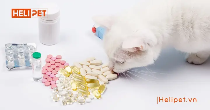 Vì Sao Nên Bổ Sung Thực Phẩm Chức Năng Cho Chó Mèo?