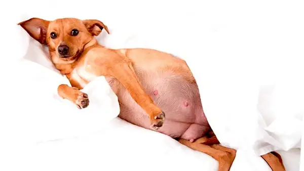 Vì Sao Cần Tránh Để Chó Mèo Mang Thai?