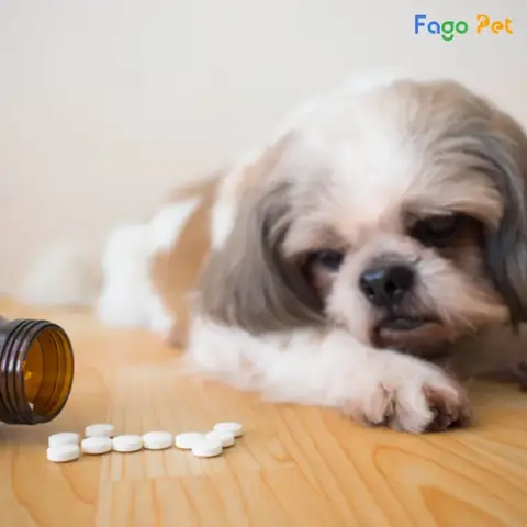 Hướng Dẫn Sử Dụng Thuốc B Complex Cho Chó