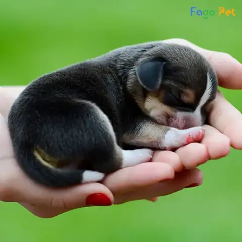 Ưu Điểm Của Thuốc B Complex Cho Chó