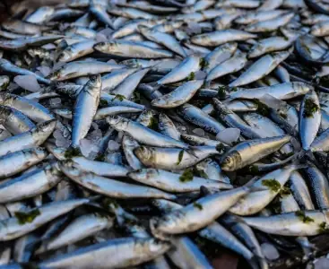 Câu Chuyện Thành Công 5 " Ương Cá Bớp Giống Kiếm Hàng Trăm Triệu Đồng/ha "