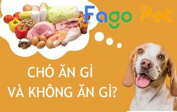 Các Loại Thực Phẩm Bổ Sung Cho Chó Được Ưa Chuộng
