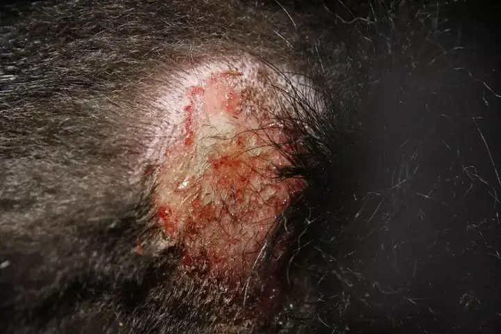 Chó Bị Viêm Da Chàm Eczema Chó Bị Viêm Da Chàm Eczema