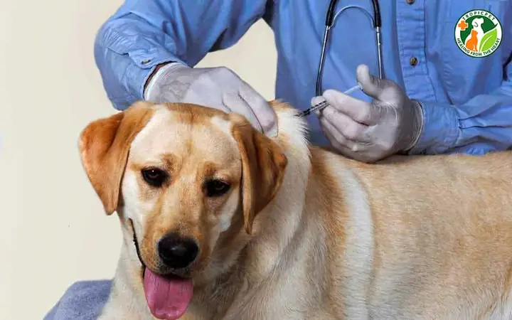 Lợi Ích Khi Tiêm Phòng Cho Chó Đầy Đủ