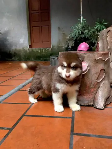 Thuốc Cho Chó Biếng Ăn Thuốc Cho Chó Biếng Ăn