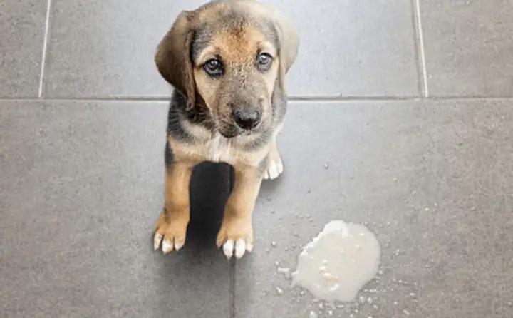 Tại Sao Chó Con Lại Nôn?