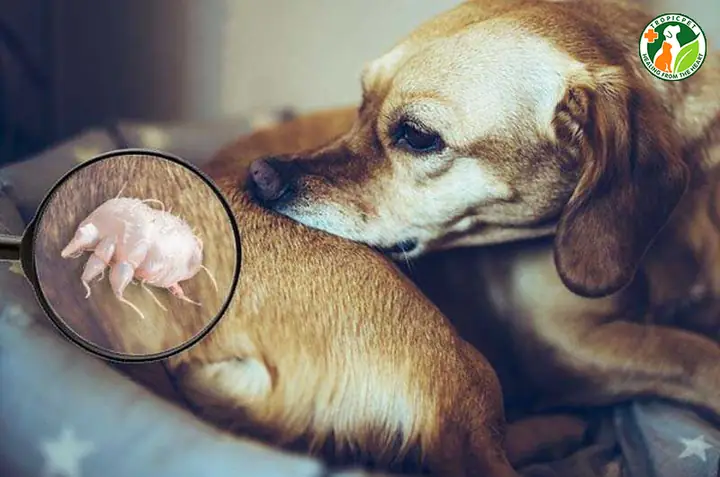 Thuốc Đẹp Trị Ghẻ Cho Chó: Thông Tin Cần Biết Và Cách Sử Dụng An Toàn