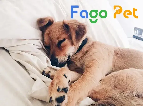 Các Loại Thuốc Cho Chó An Toàn, Hiệu Quả Nhất