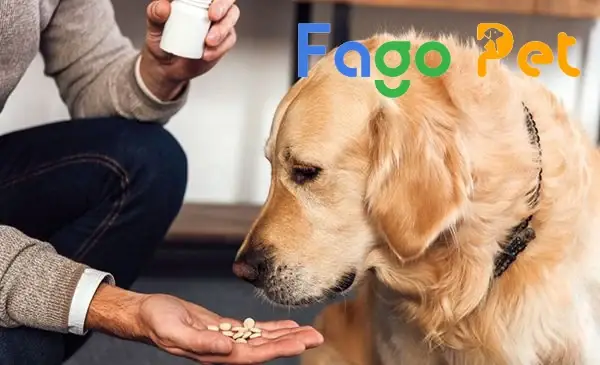 Các Loại Thuốc Cho Chó An Toàn, Hiệu Quả Nhất