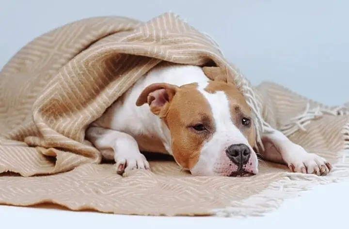 Chế Độ Dinh Dưỡng Khoa Học Và Cân Đối