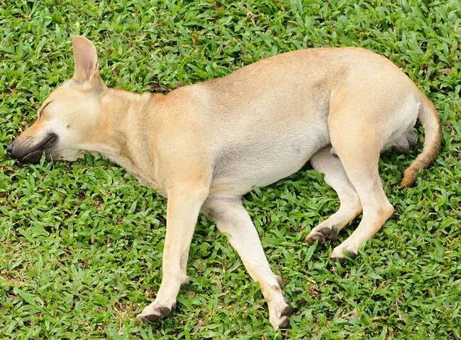 Thiếu Hụt Dinh Dưỡng