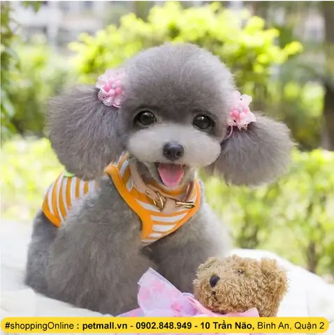 Thuốc Dưỡng Lông Cho Chó