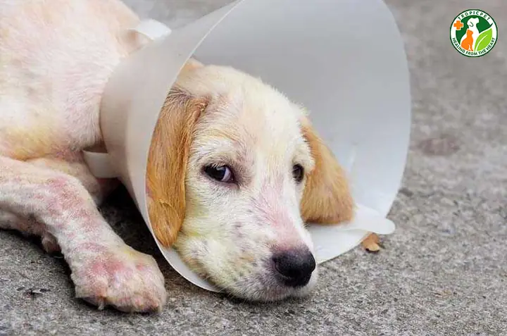 Thuốc Gây Tê Cho Chó: Khi Nào Cần Dùng Và Cách Sử Dụng An Toàn