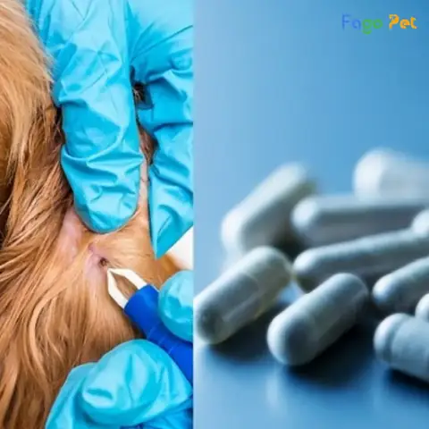 Thuốc Điều Trị Ký Sinh Trùng Máu Ở Chó Doxycycline Thuốc Điều Trị Ký Sinh Trùng Máu Ở Chó Doxycycline