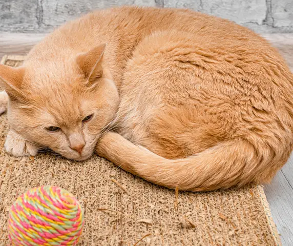 Triệu Chứng Của Chó Mèo Khi Ngộ Độc Thuốc