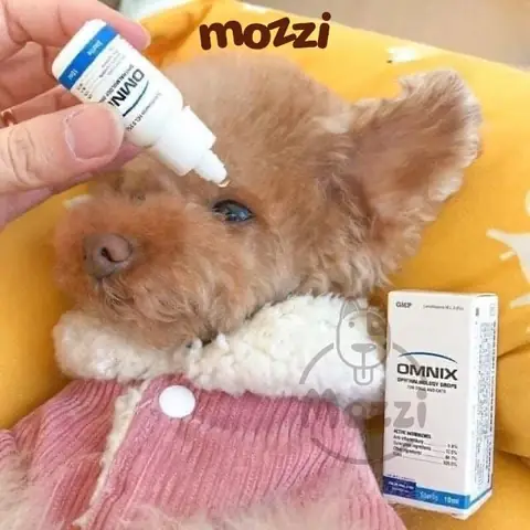 Thuốc Nhỏ Mắt Cho Chó Omnix: Thông Tin Chuyên Sâu Về Công Dụng, Liều Dùng Và An Toàn Thuốc Nhỏ Mắt Cho Chó Omnix: Thông Tin Chuyên Sâu Về Công Dụng, Liều Dùng Và An Toàn