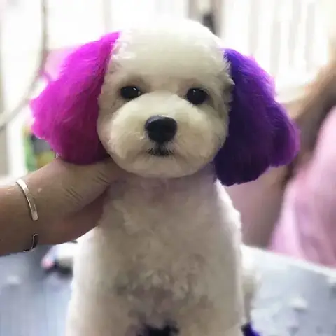 Thuốc Nhuộm Lông Poodle