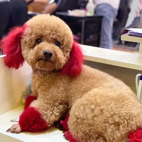 Bột Phấn Nhuộm Lông