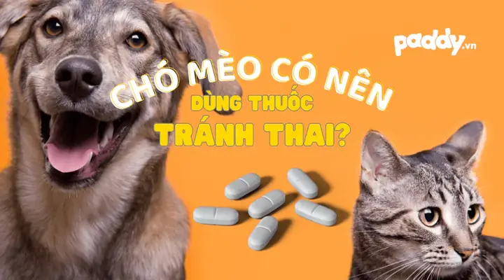 Thuốc Phá Thai Cho Chó: Có Thực Sự An Toàn Và Hiệu Quả?