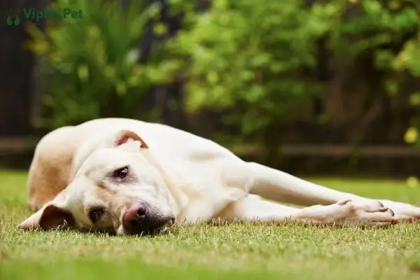 Cách Chăm Sóc Cho Chó Bị Bệnh Đường Ruột