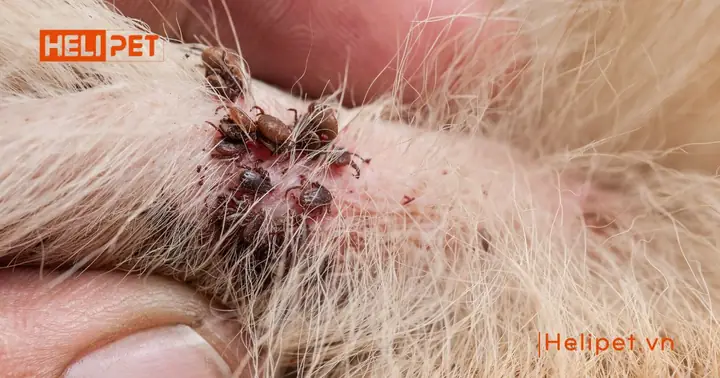 Ve Rận Chó Là Gì?