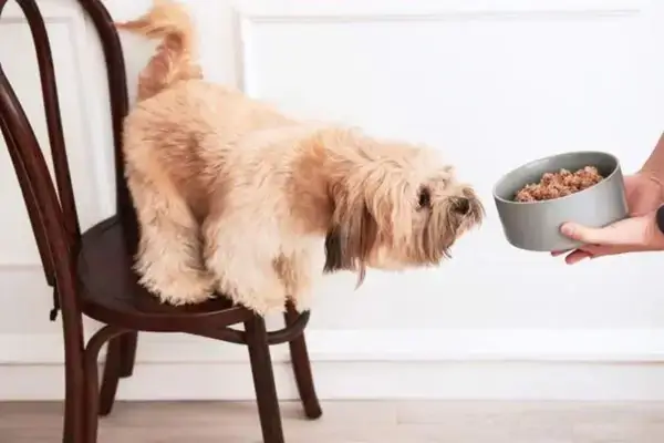 Những Nguy Cơ Tiềm Ẩn Khi Sử Dụng Thuốc Tăng Trọng Cho Chó