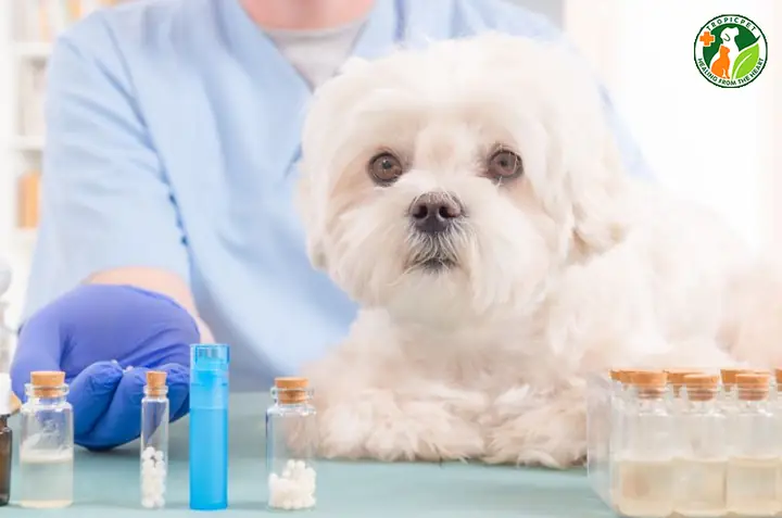 Lịch Tẩy Giun Cho Chó Chi Tiết Theo Từng Giai Đoạn