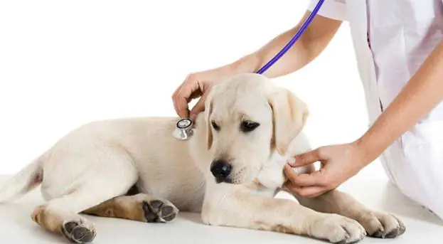 Liệu Pháp Điều Trị Cho Chó Không Giống Như Người Liệu Pháp Điều Trị Cho Chó Không Giống Như Người