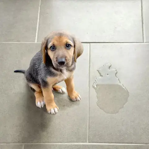 Cách Trị Chó Tiểu Bậy Lung Tung Khắp Nhà