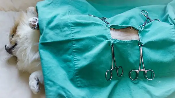 Triệt Sản Cho Chó