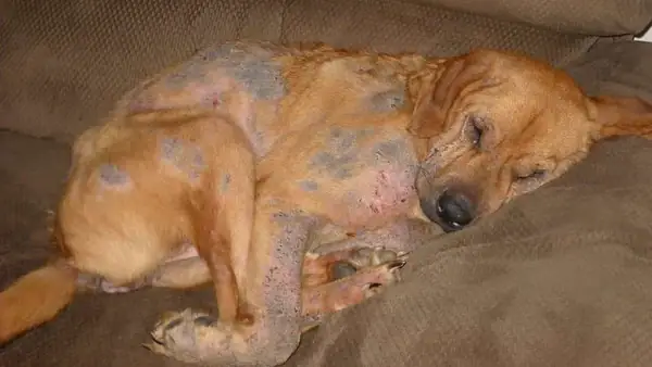 Nguyên Nhân Gây Ra Bệnh Ghẻ Demodex Ở Chó