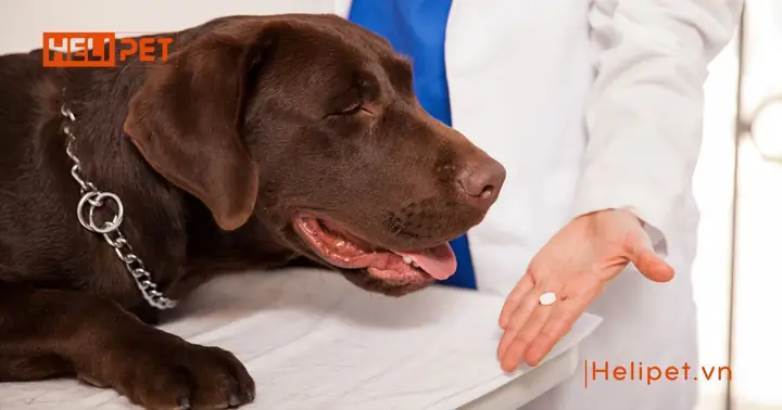 Thuốc Uống Trị Ve Rận Bọ Chét Thuốc Uống Trị Ve Rận Bọ Chét