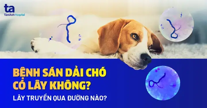 Các Loại Thuốc Trị Sán Dây Cho Chó Phổ Biến Và Hiệu Quả