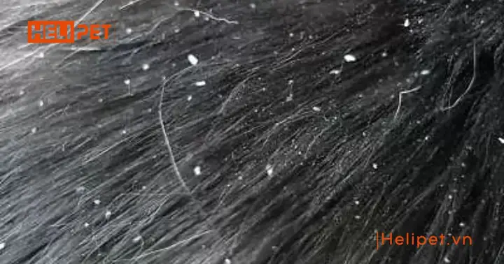 Cách Nhận Biết Mèo Bị Nấm Vảy Gàu